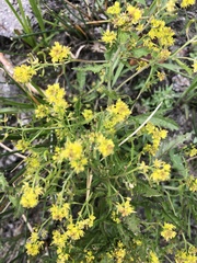 Rorippa curvisiliqua