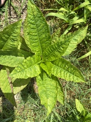 Nicotiana tabacum