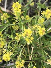 Rorippa curvisiliqua