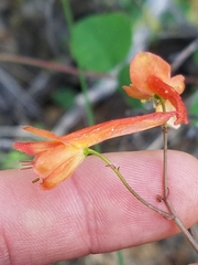 Delphinium nudicaule