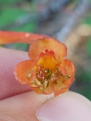 Delphinium nudicaule