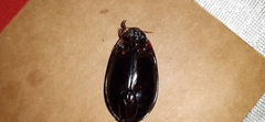 Cybistrinae