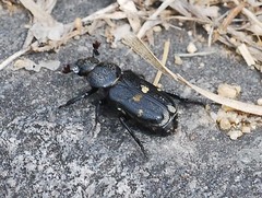 Clinterocera scabrosa