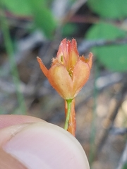 Delphinium nudicaule