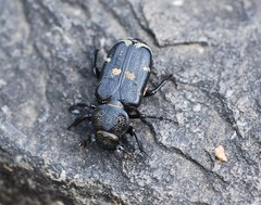 Clinterocera scabrosa