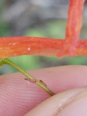 Delphinium nudicaule
