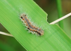 Balataea octomaculata