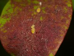 Liosomaphis berberidis