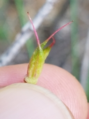 Delphinium nudicaule
