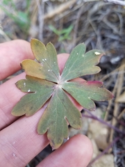 Delphinium nudicaule