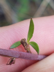 Delphinium nudicaule