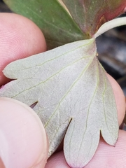 Delphinium nudicaule