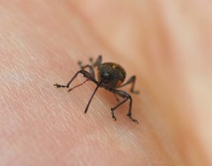 Curculio distinguendus