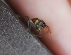 Curculio distinguendus