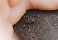 Curculio distinguendus