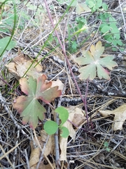 Delphinium nudicaule