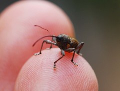 Curculio distinguendus