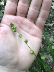 Carex sparganioides