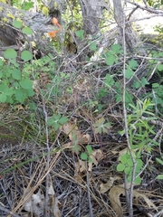 Delphinium nudicaule