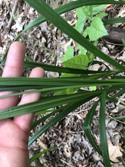Carex sparganioides