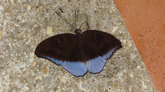 Tanaecia iapis