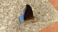 Tanaecia iapis