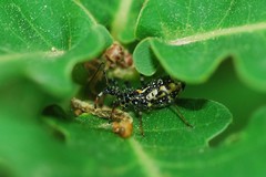 Sphedanolestes impressicollis