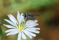 Betasyrphus serarius