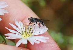 Betasyrphus serarius