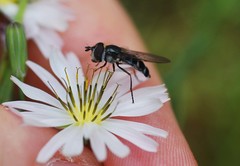 Betasyrphus serarius