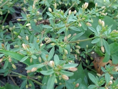 Glinus oppositifolius