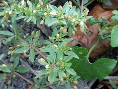 Glinus oppositifolius