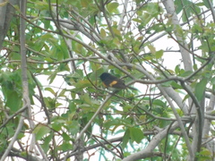Setophaga ruticilla image