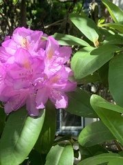 Rhododendron