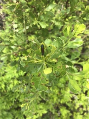 Trirhabda bacharidis