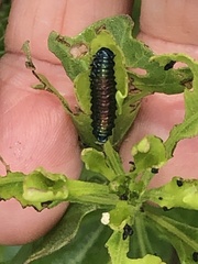 Trirhabda bacharidis