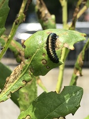 Trirhabda bacharidis