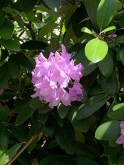 Rhododendron