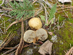 Truncocolumella citrina