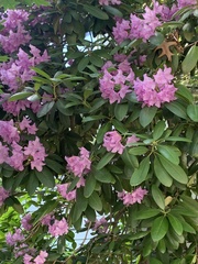 Rhododendron
