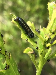 Trirhabda bacharidis