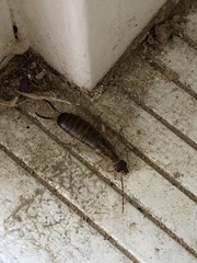 Forficula auricularia