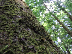 Cryphaea heteromalla