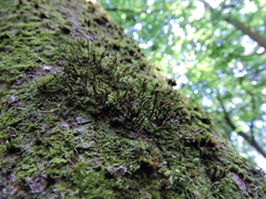 Cryphaea heteromalla