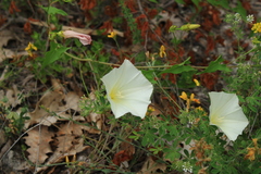 Convolvulus scammonia