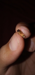 Heterophotinus vittatus