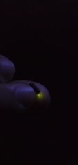 Heterophotinus vittatus