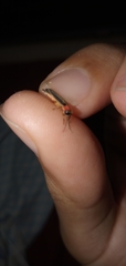 Heterophotinus vittatus