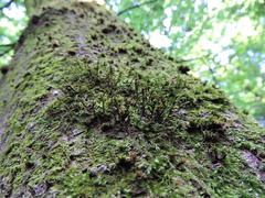 Cryphaea heteromalla
