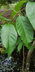 Cephalanthus occidentalis image